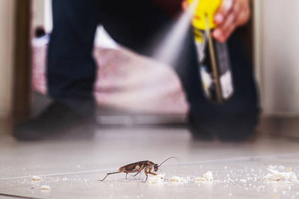 Best Spider Control Near Me  in Fairview, NJ